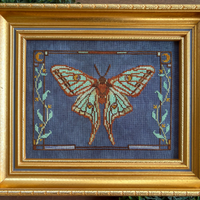 Spanish Moon Moth