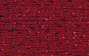 SL27 Garnet Silk Lame