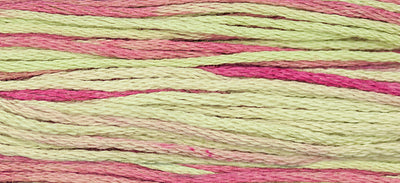Coleus (Green Pink) - 1126
